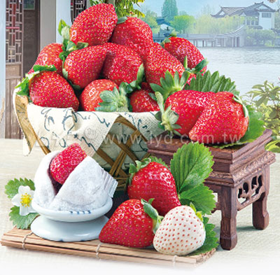 月曆內頁圖
